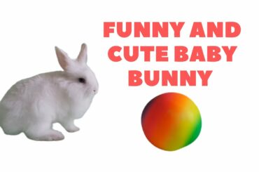 Funny and Cute Baby Bunny Rabbit Videos