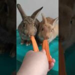 Baby bunnies eating carrot from a hand