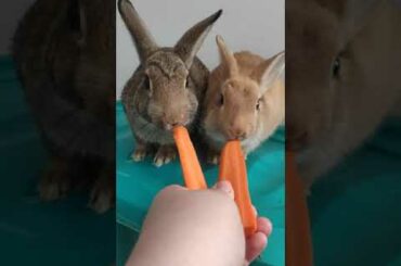 Baby bunnies eating carrot from a hand