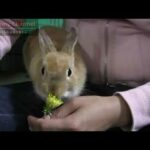 Cute Bunny Rabbit Eating dandelion from hand !!Netherland Dwarf
