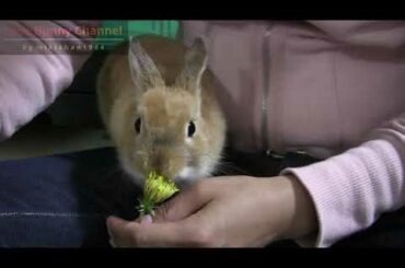 Cute Bunny Rabbit Eating dandelion from hand !!Netherland Dwarf
