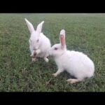 Funny Baby Rabbit Videos Compilation - Cute Rabbits
