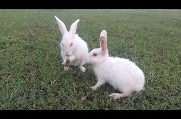Funny Baby Rabbit Videos Compilation - Cute Rabbits