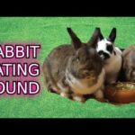 Rabbit Eating Sound. funny and cute animals videos