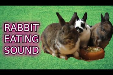 Rabbit Eating Sound. funny and cute animals videos