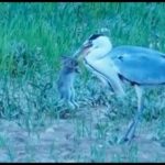 Heron Swallows Live Baby Rabbit Whole!
