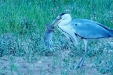 Heron Swallows Live Baby Rabbit Whole!