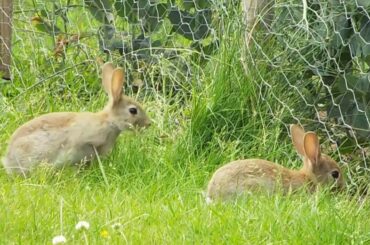 Baby bunnies vs. "rabbit-proof" fence.