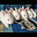 Funny and cute bunny rabbits video || Pets tuber ||
