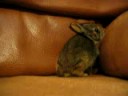 Wild Baby Bunny - Day 2
