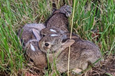Adorable New Baby Bunny!