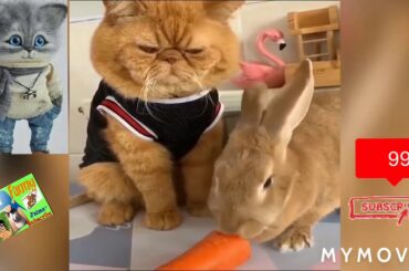 Cute Bunny Rabbit Making Fun With Pets   Funny pet(720P_HD)