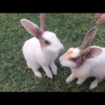 Funny Baby Rabbit Videos || Cute Baby Rabbits || Funny Bunny Baby Videos