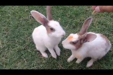 Funny Baby Rabbit Videos || Cute Baby Rabbits || Funny Bunny Baby Videos