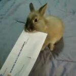 FIRE YOUR SECRETARY - CUTE BUNNY TAKES CARE OF MAIL