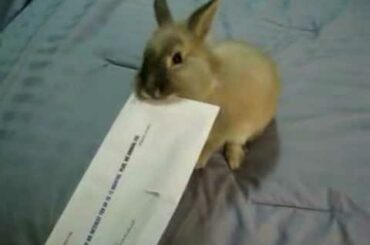FIRE YOUR SECRETARY - CUTE BUNNY TAKES CARE OF MAIL