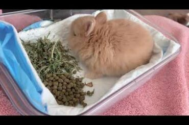 Baby Bunny Fawn Netherland Dwarf Eating Food | Just Too Adorable!!!