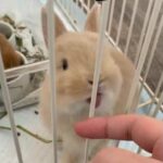 Baby Bunny Netherland Dwarf Loves Licking Finger!!