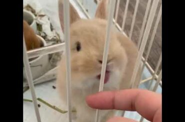 Baby Bunny Netherland Dwarf Loves Licking Finger!!