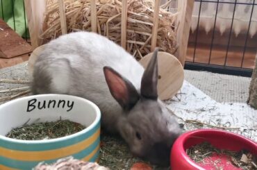 Cutest bunnies | rabbits | 😍
