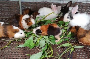 Rabbit Eating Cabbage - Rabbit Videos - Cute Rabbits - Rabbit