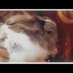Cute and fluffy rabbit Olive