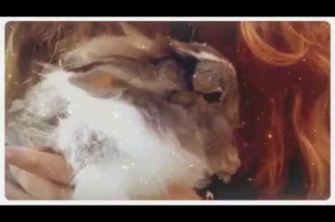 Cute and fluffy rabbit Olive