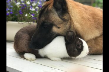 Bob has a gift for Big Jimmy the Dutch rabbit, would he be happy with it?