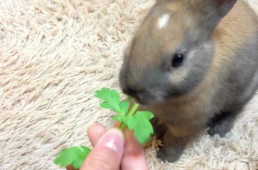 Baby bunny rabbit 17 day progress , Eat grass