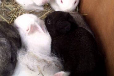 Baby Rabbit Update 11/4/12
