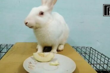 Rabbit Eating Guava ASMR
