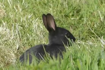 Black Rabbit in the wild - cute