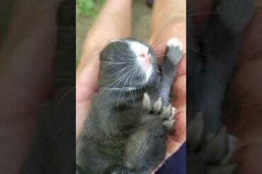 Cute baby Bunny 🐰