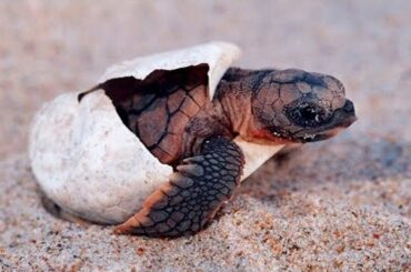 BABY TURTLE HATCHING! Cutest Baby Turtle Hatching Compilation!