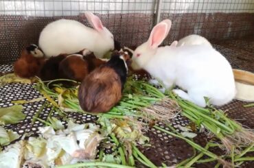 Rabbit Eating Carrot - Rabbit Videos - Funny and Cute Baby Bunny  Rabbit Videos Compilation - Rabbit