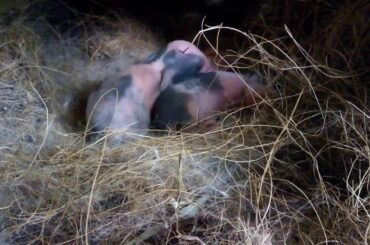 අද උදේ ඉපදුනු චුටිම චුුට හුරතල් හාපැටවිි | New born baby rabbits | Soo cute | Nature Hits