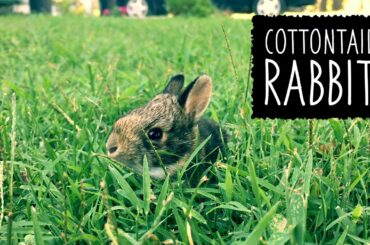 Baby Cottontail Rabbit Orphan