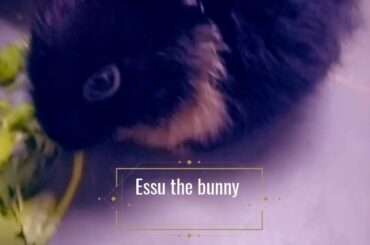 Black baby rabbit || essu the bunny || #rabbitlove #rabbit #petlover