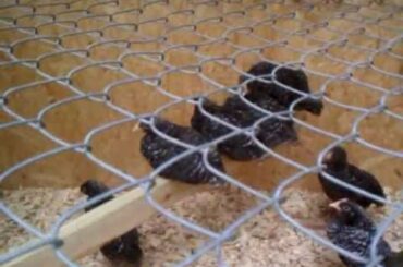 Chickens,baby bunnies ,and yes guinea pig update .