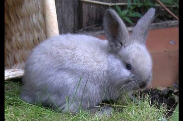 Cute Funny Baby Rabbits Explore Their New Home