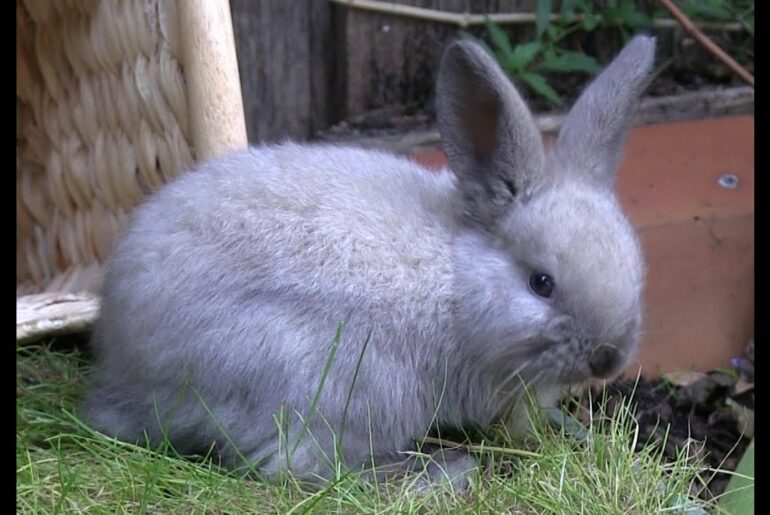 Cute Funny Baby Rabbits Explore Their New Home