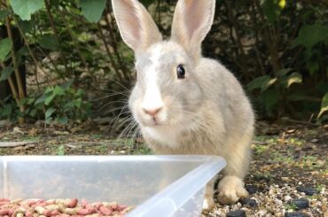 Cute｜Rabbit Island in Japan, Okunoshima #11