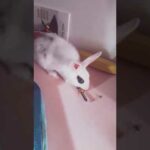 🗡 My Samurai Bunny,  Bon Bon of the east 🗡