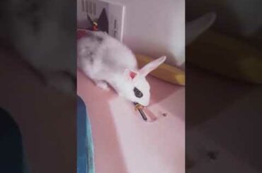 🗡 My Samurai Bunny,  Bon Bon of the east 🗡