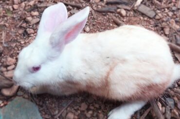 Cute rabbit white - Funny animals moment Rabbit videos