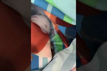 1 Minute of baby bunny sleeping