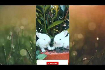 Cute Rabbit Baby status