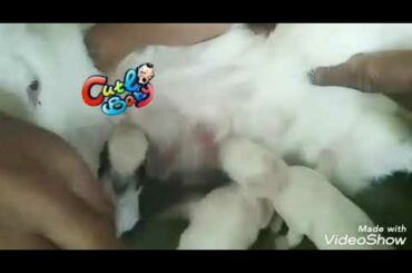 Bunnies mother is feeding their kids🐰