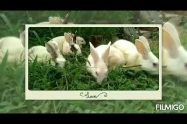 Loving and cute Rabbits