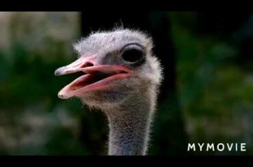 Peter Rabbit || Cute Rabbit Videos || Rabbit WhatsApp status video